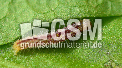 Schmetterlingsraupe (6).jpg